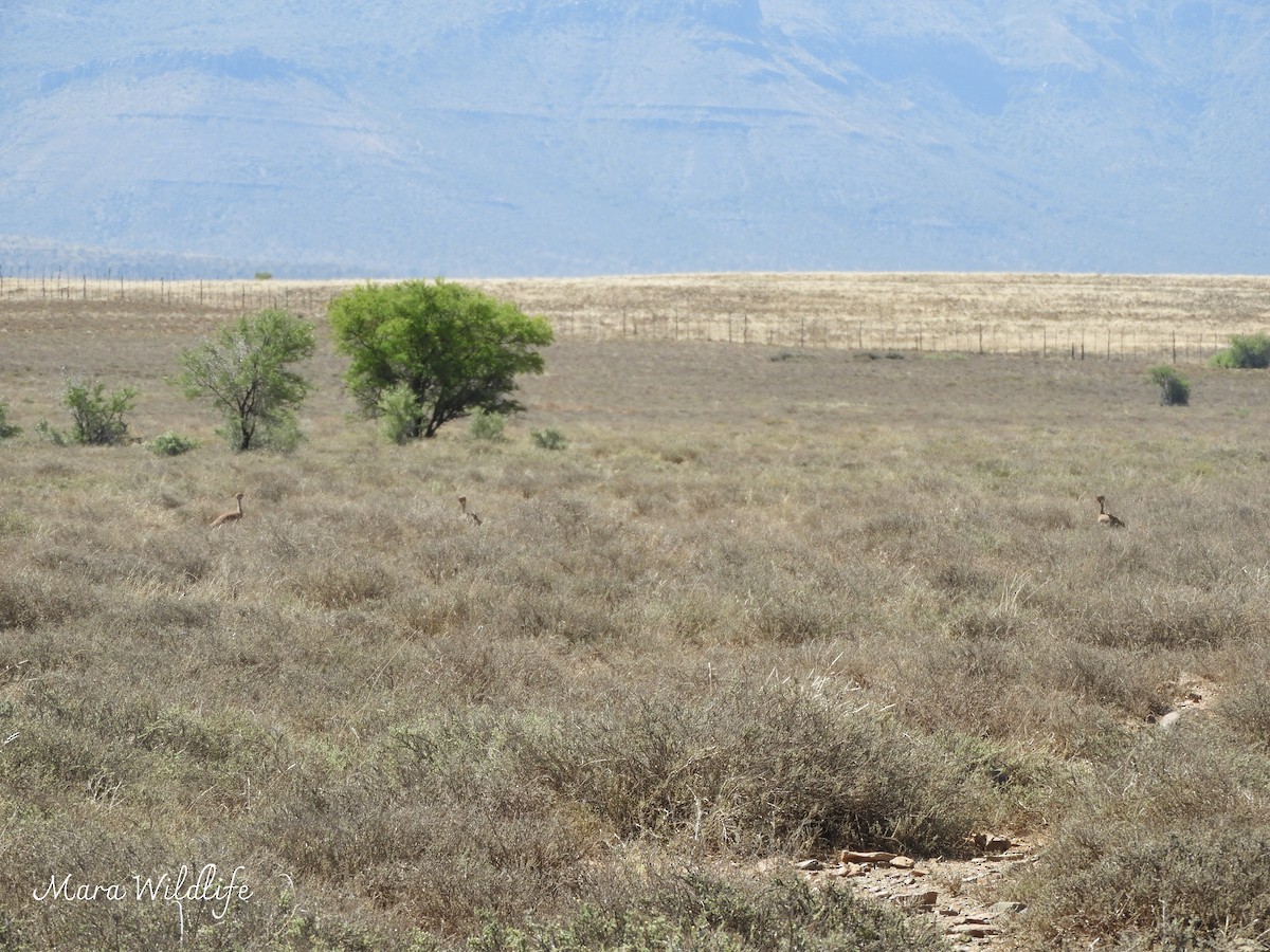 Sisón del Karoo - ML646249096