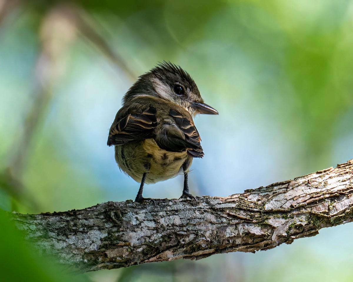 Anambé Aliblanco - ML646249098