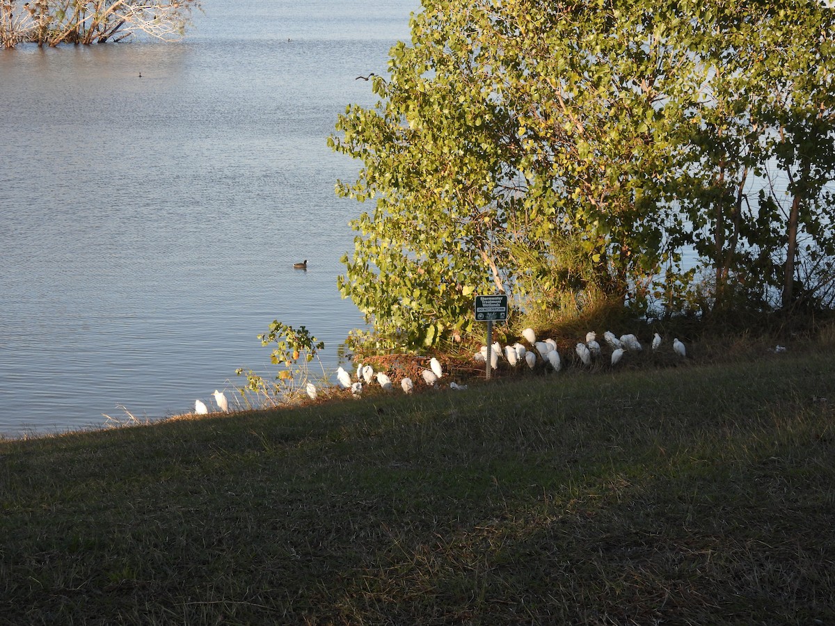 Garcilla Bueyera Occidental - ML646249100