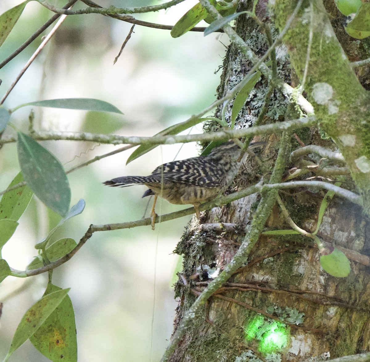 Cucarachero Barrado - ML646249101