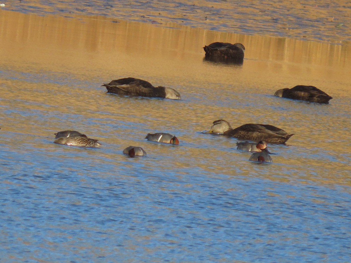 Green-winged Teal - ML646249105
