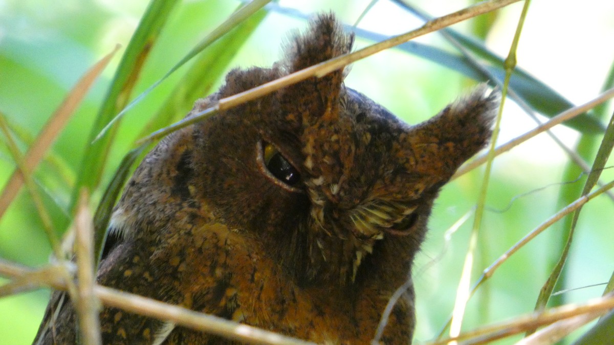 Сплюшка мадагаскарська (підвид rutilus) - ML646249107