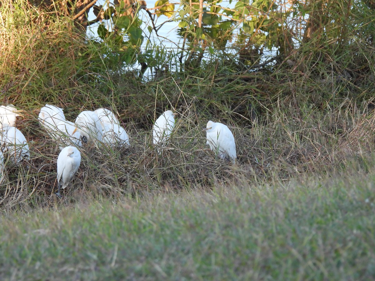 Western Cattle-Egret - ML646249108