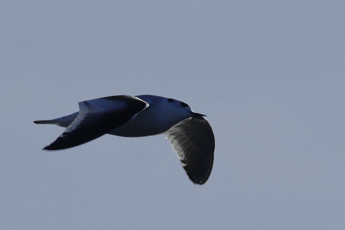 Little Gull - ML646249110