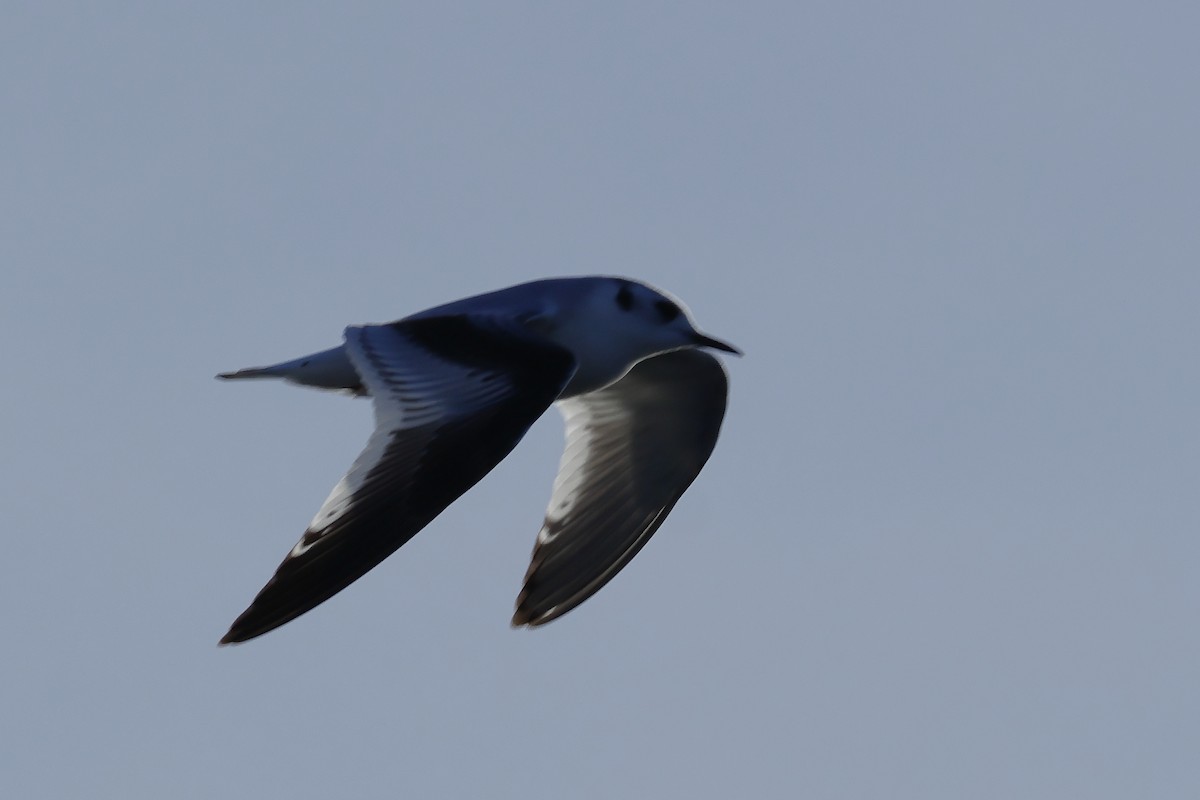 Little Gull - ML646249111