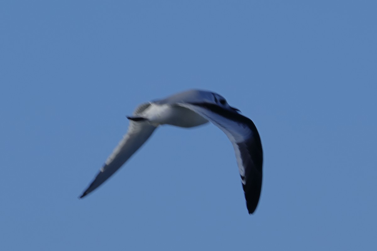 Little Gull - ML646249112