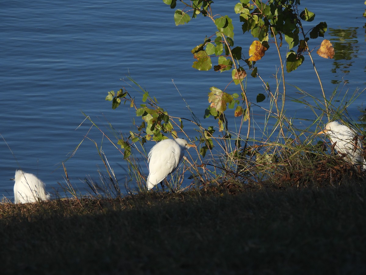 Western Cattle-Egret - ML646249113