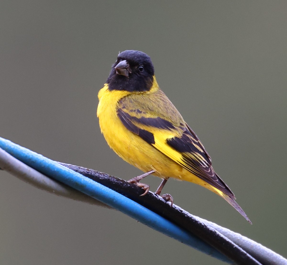 čížek jihoamerický - ML646249114