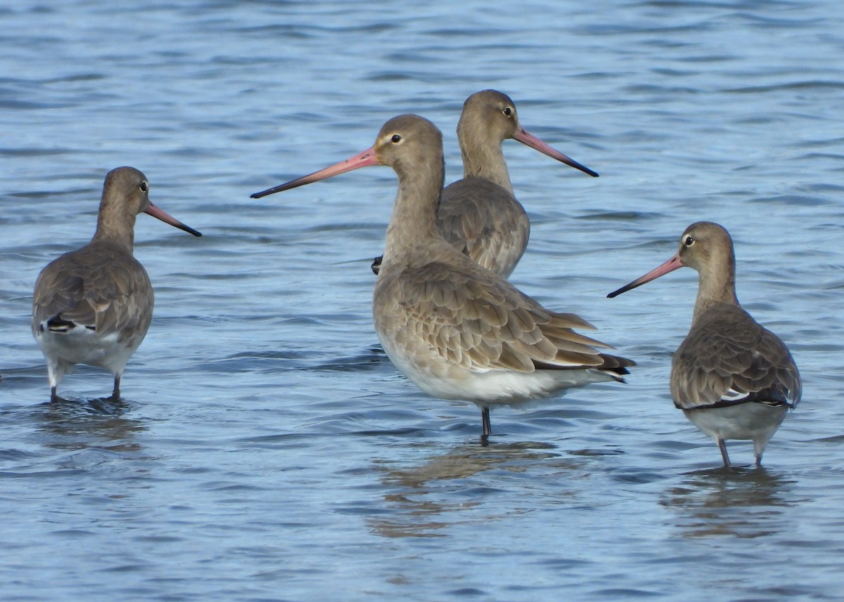 Black-tailed Godwit - ML646249119