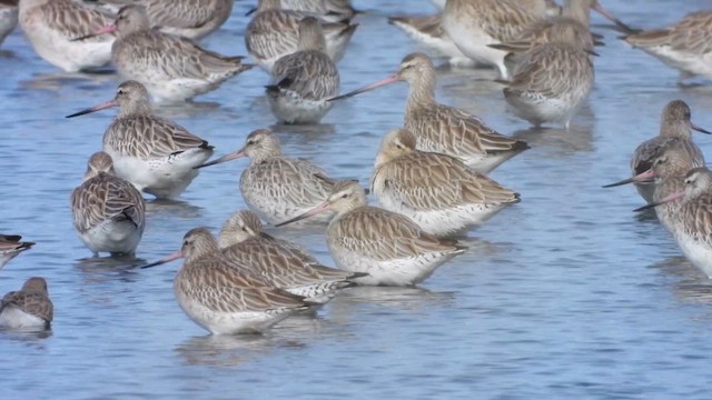 Bar-tailed Godwit - ML646249121