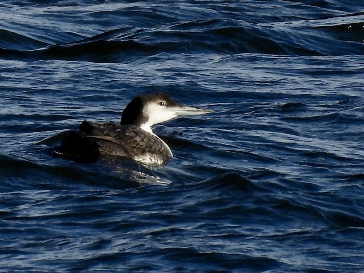 Common Loon - ML646249123
