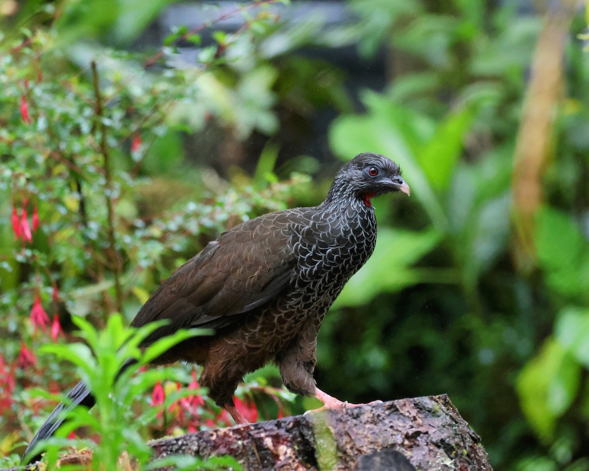 Andean Guan - ML646249124