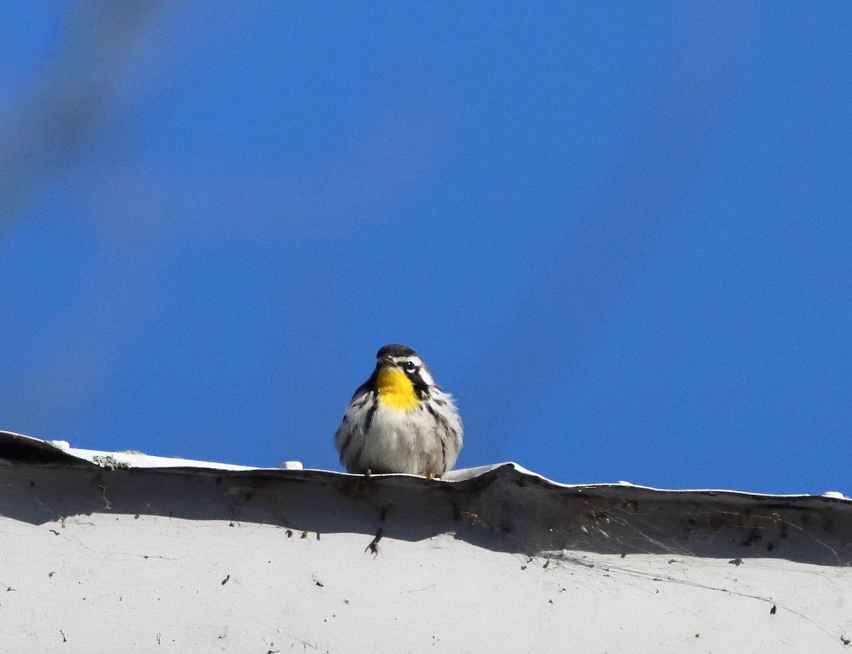 Yellow-throated Warbler - ML646249130