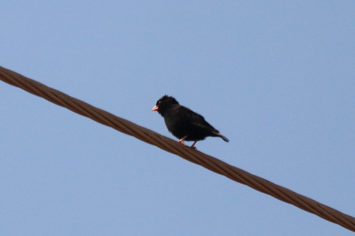 Village Indigobird - ML646249131