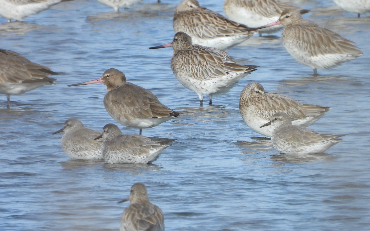 Bécasseau maubèche - ML646249132