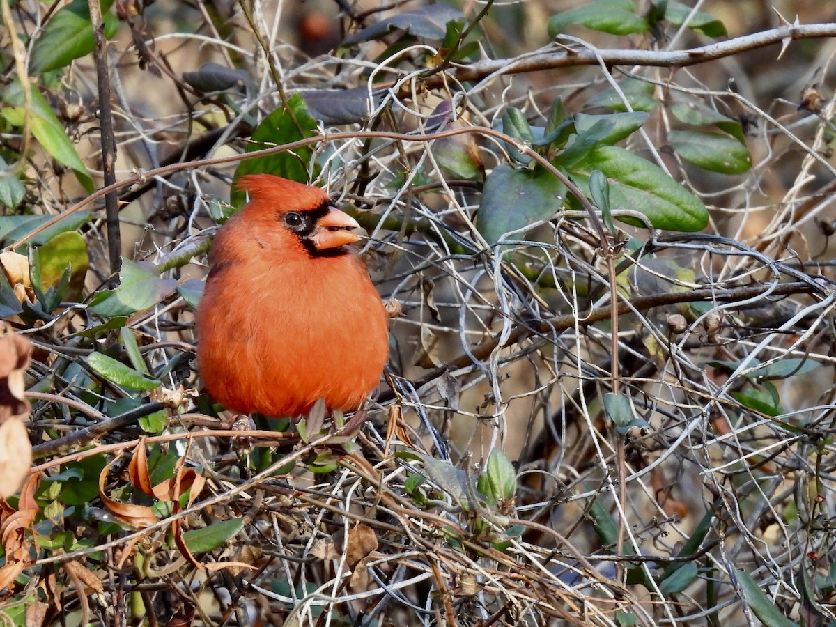 Northern Cardinal - ML646249135