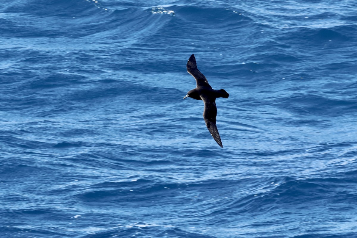 Beyaz Gıdılı Yelkovan - ML646249141