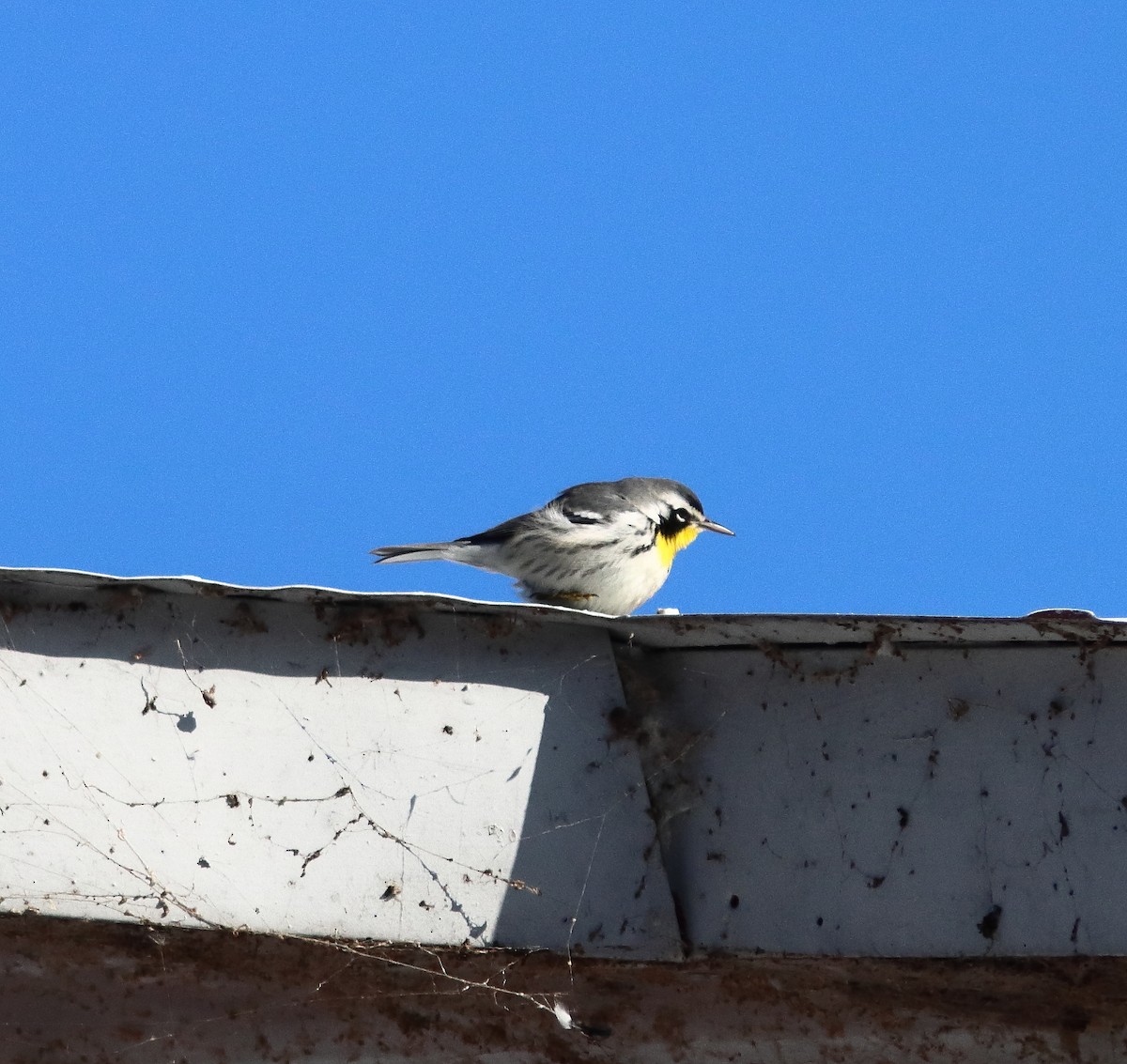 Yellow-throated Warbler - ML646249142