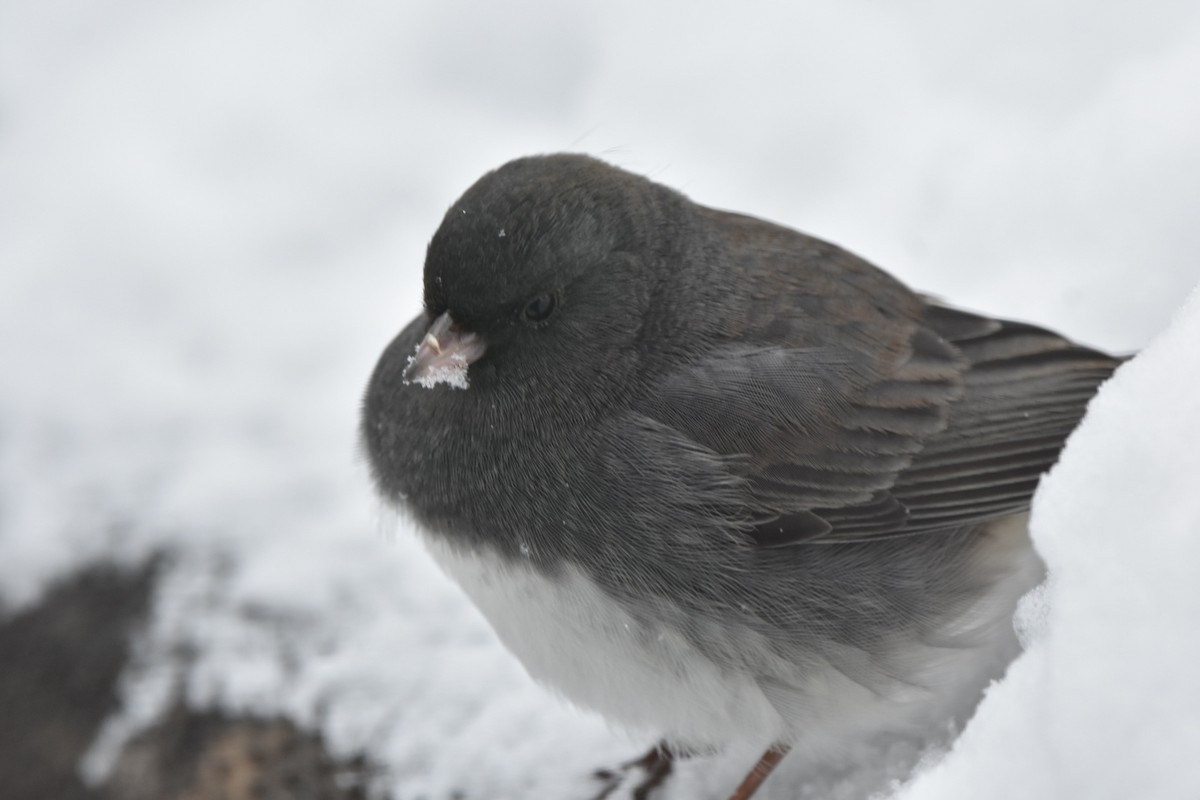 Dark-eyed Junco - ML646249146