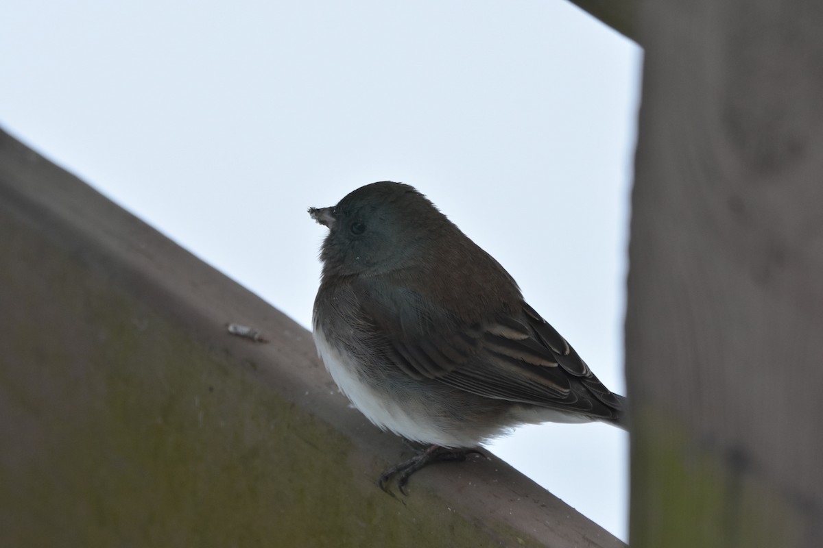 Dark-eyed Junco - ML646249147