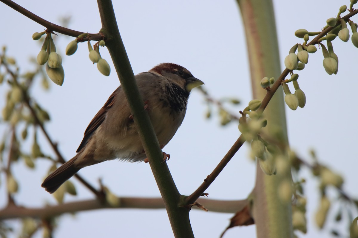 Gorrión Común - ML646249148