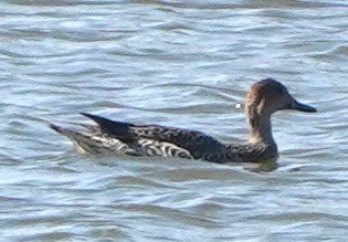 尖尾鴨 - ML646249150