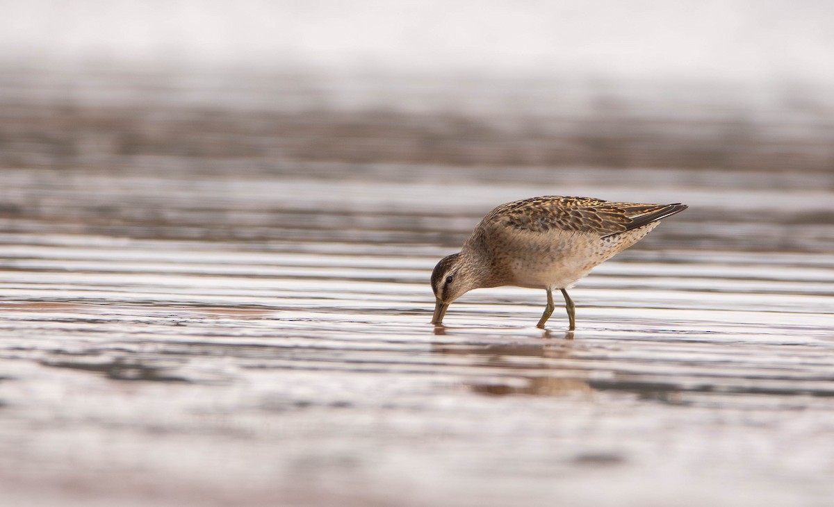 Short-billed Dowitcher - ML646249153