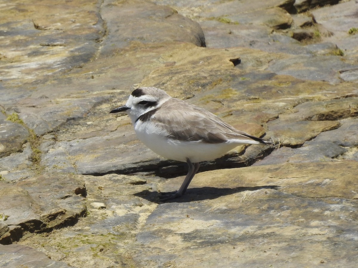 Snowy Plover - ML646249160