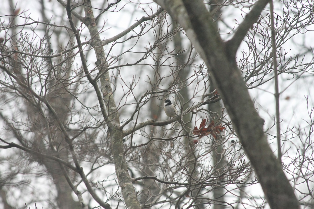 Carolina Chickadee - ML646249161