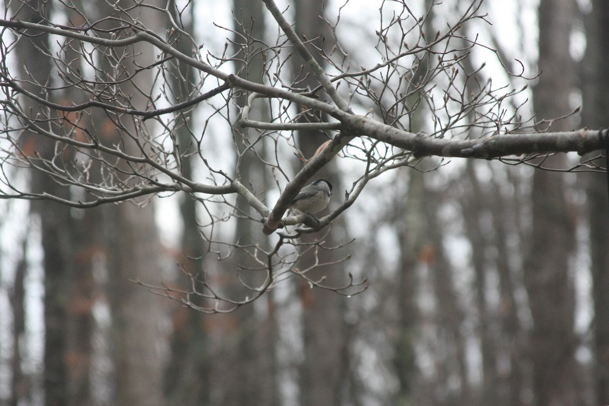 Carolina Chickadee - ML646249162