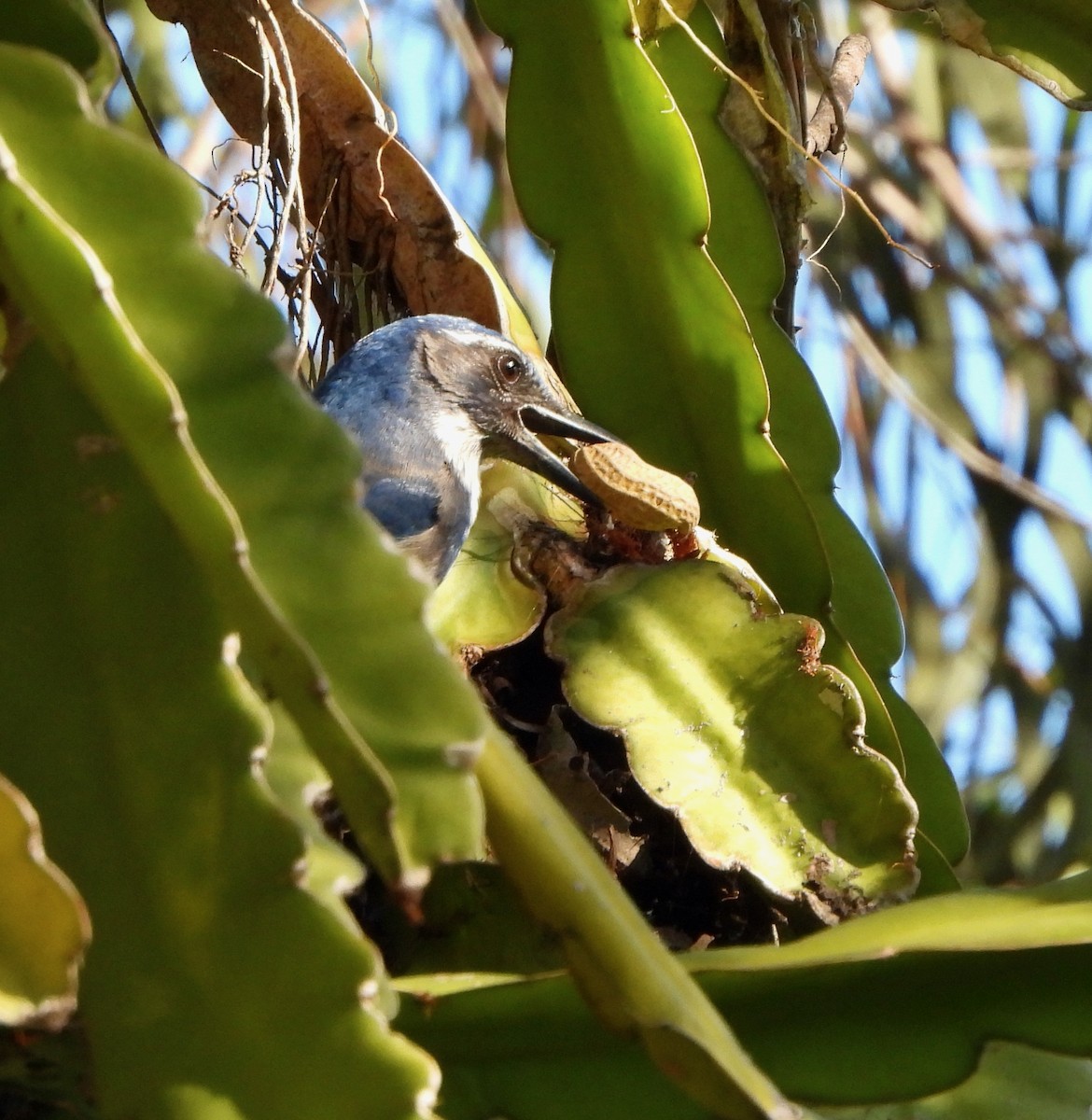 California Scrub-Jay - ML646249166