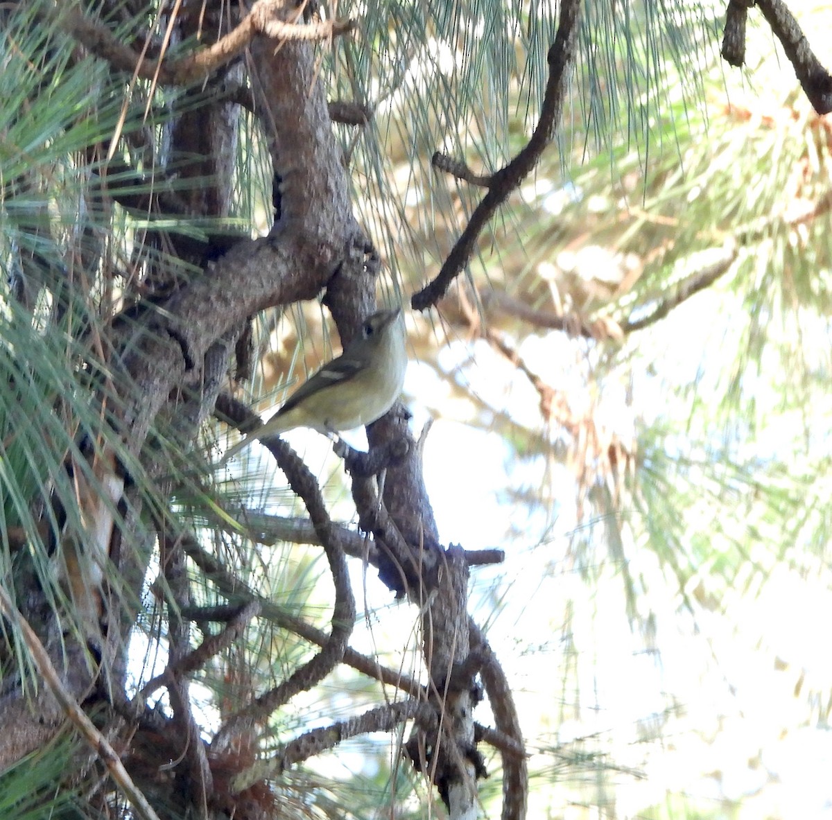 Hutton's Vireo - ML646249168