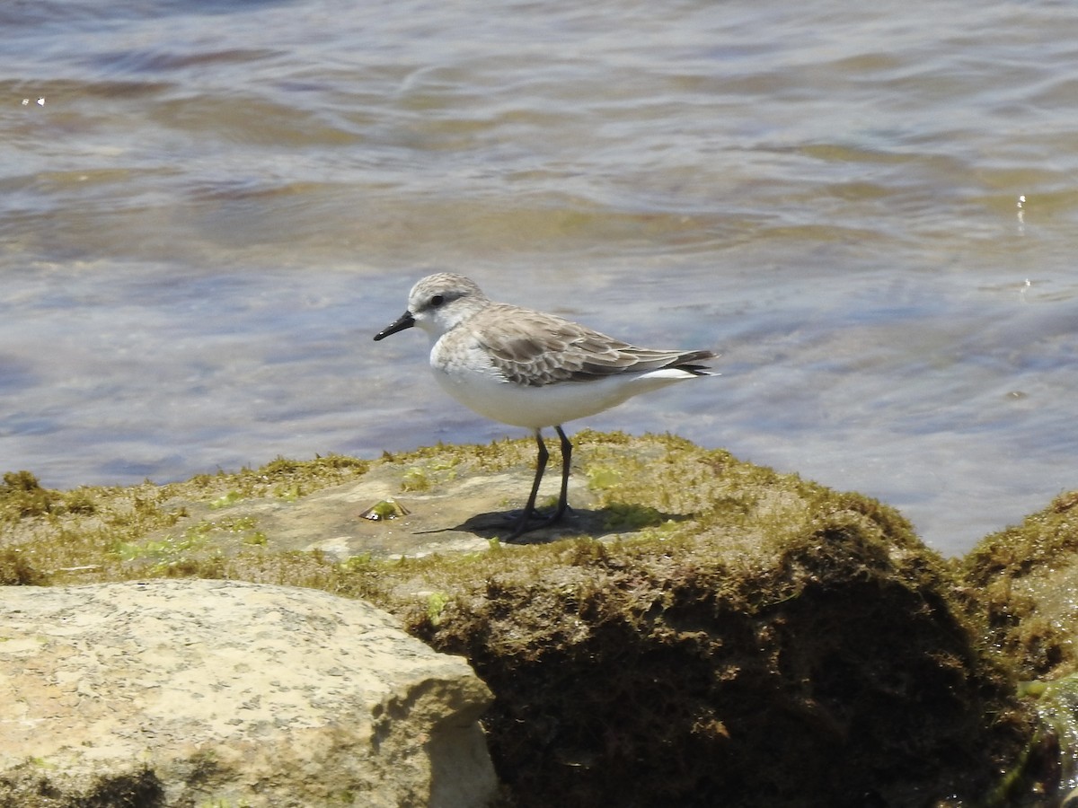 Semipalmated Sandpiper - ML646249174