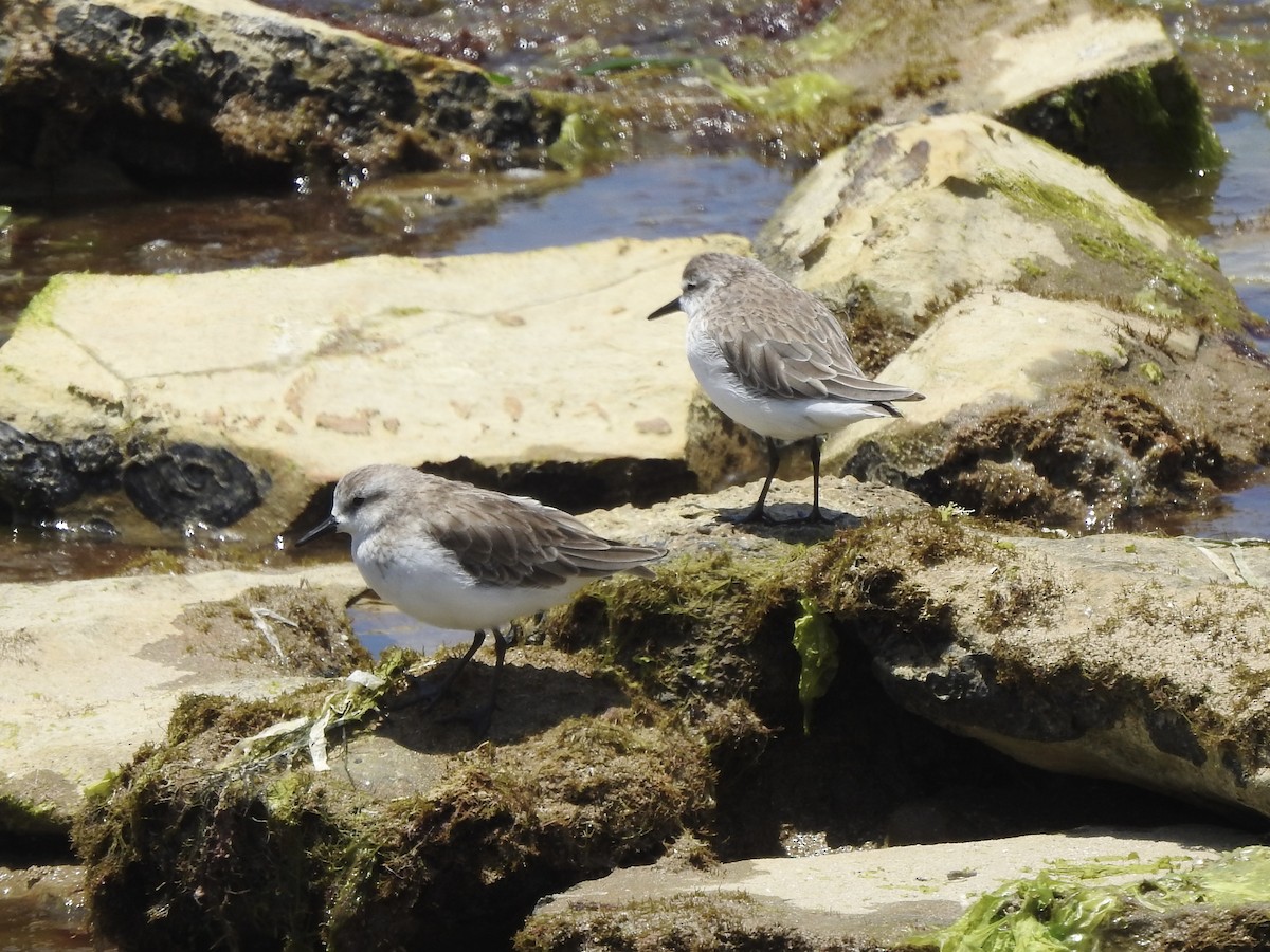 Semipalmated Sandpiper - ML646249175