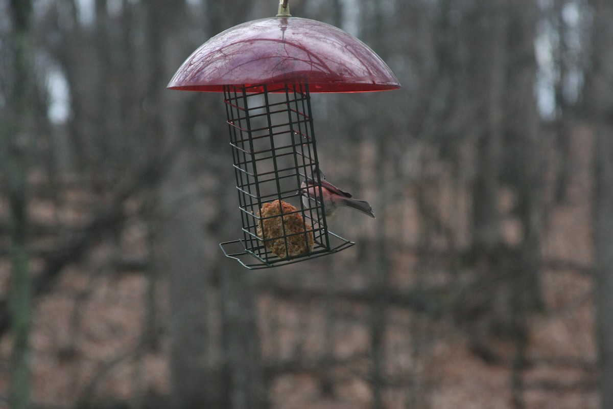 Tufted Titmouse - ML646249178