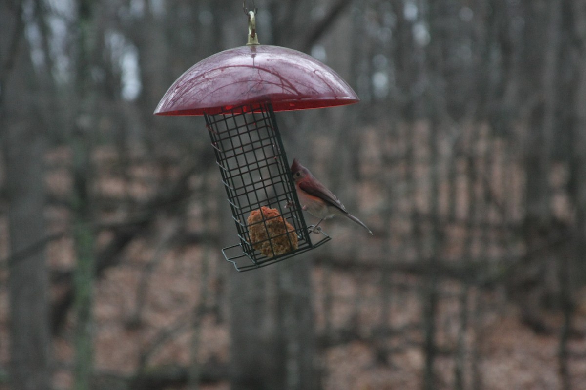 Tufted Titmouse - ML646249179