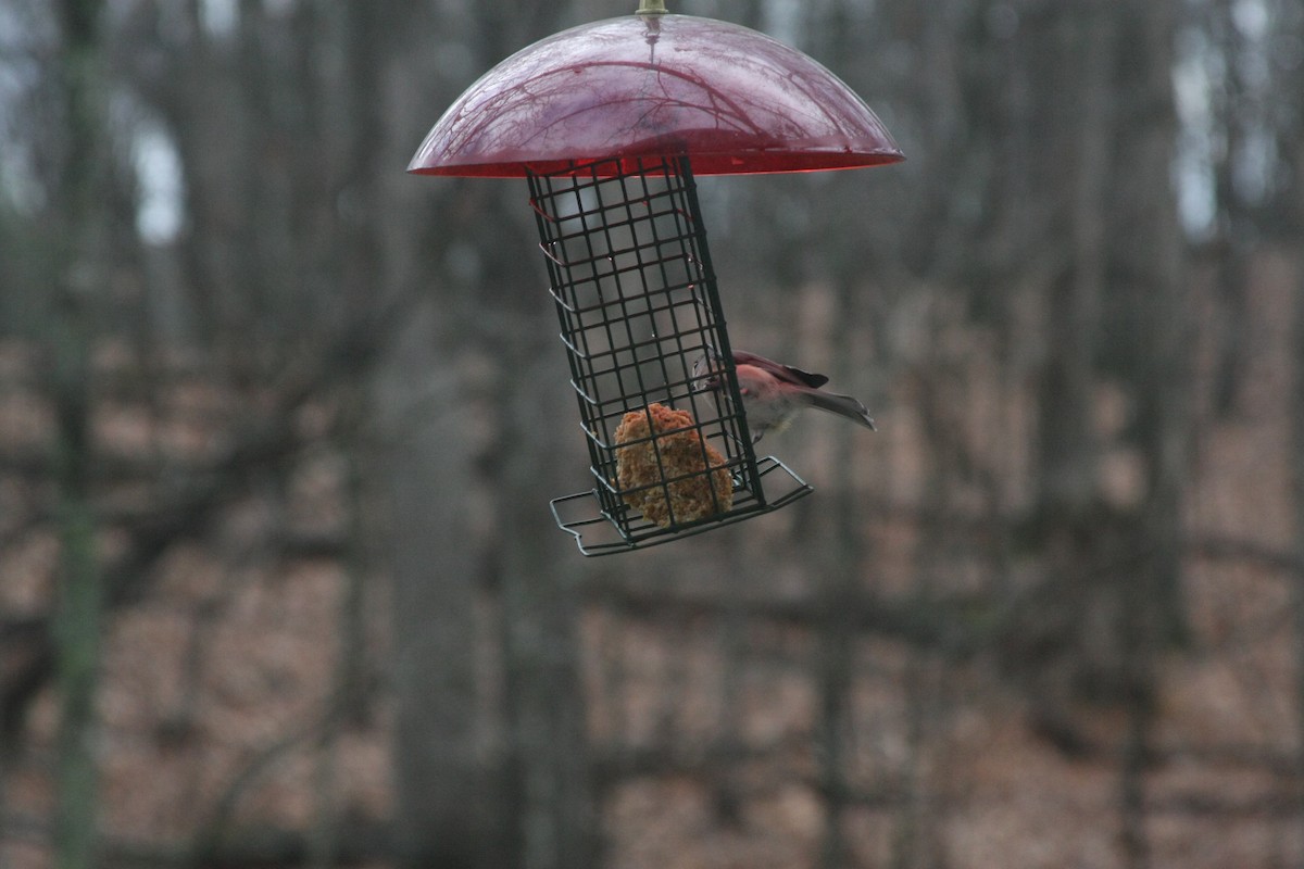 Tufted Titmouse - ML646249180