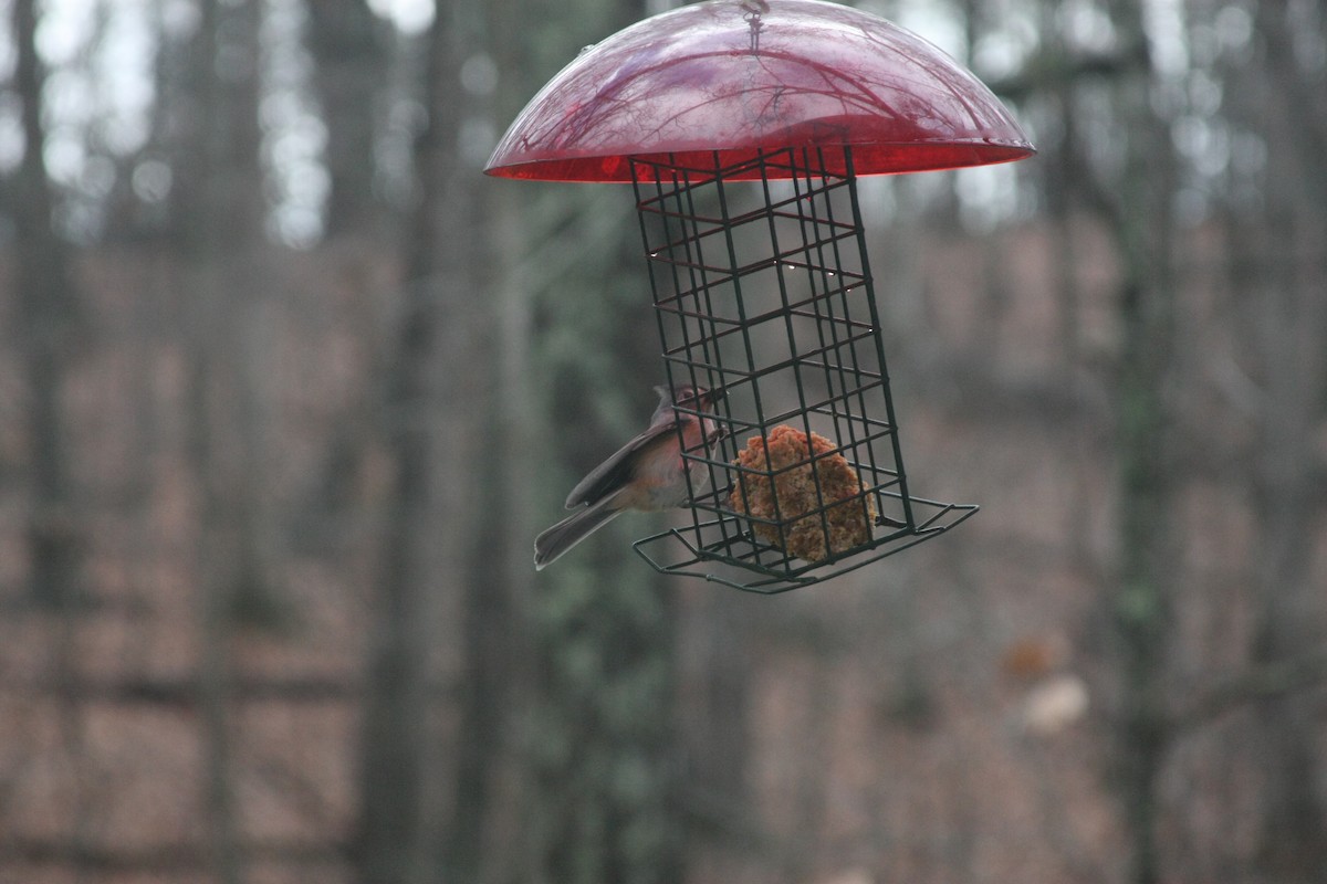 Tufted Titmouse - ML646249181