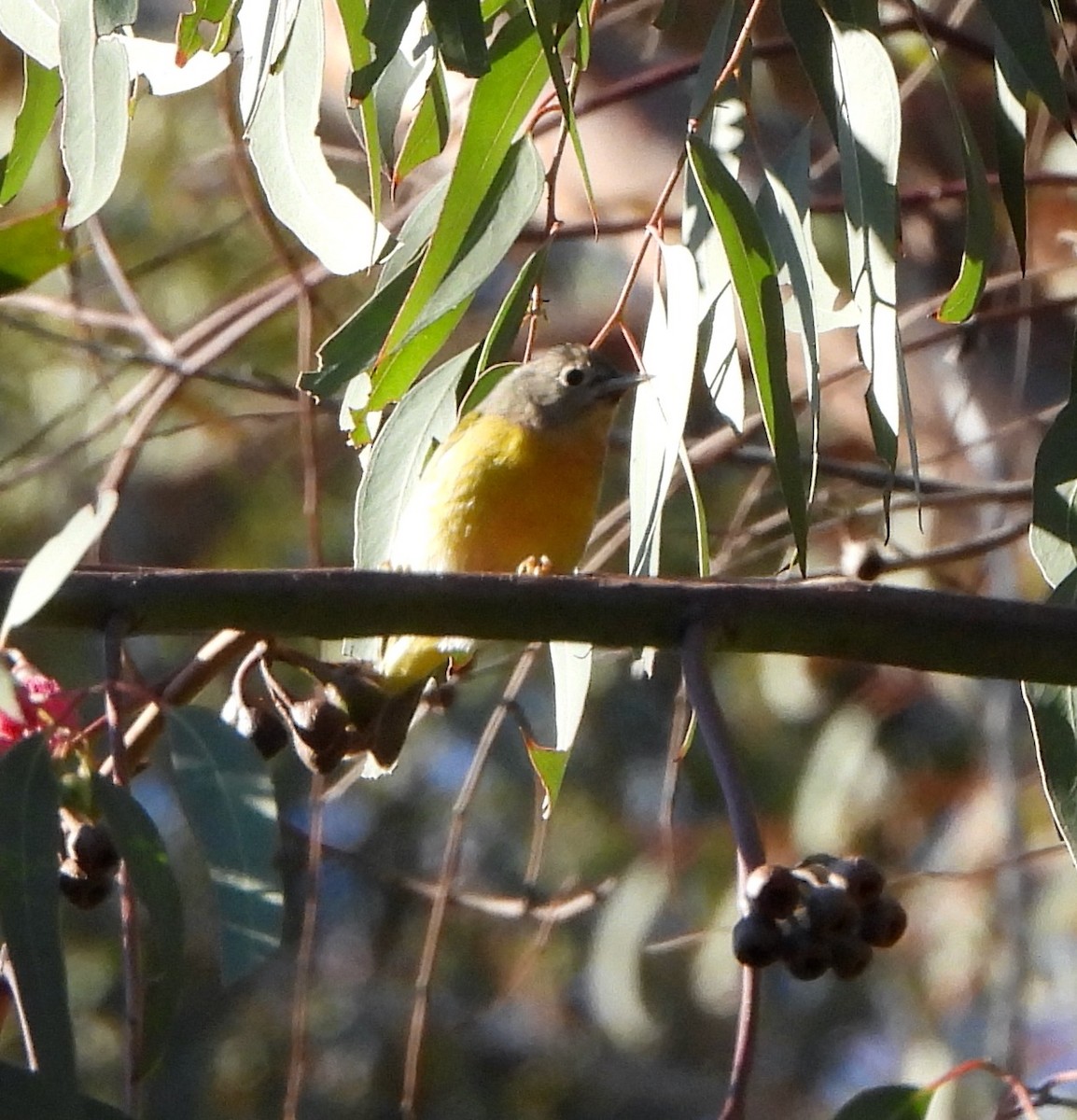 Nashville Warbler - ML646249183