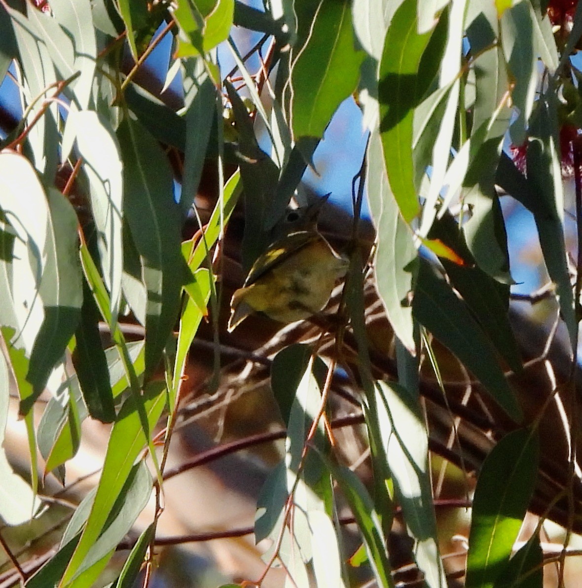 Nashville Warbler - ML646249185