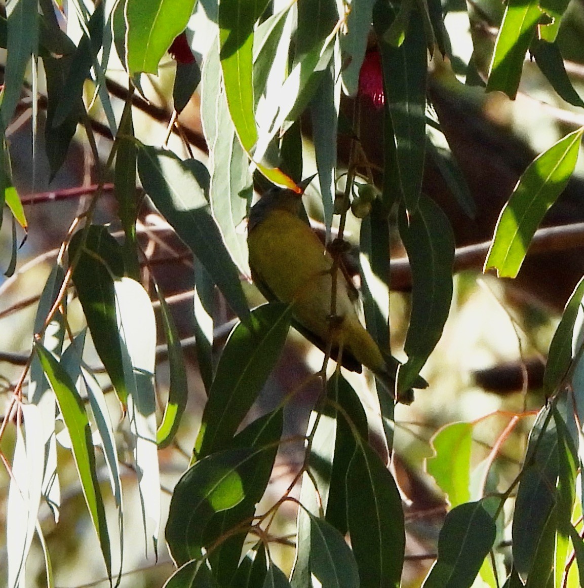 Nashville Warbler - ML646249187