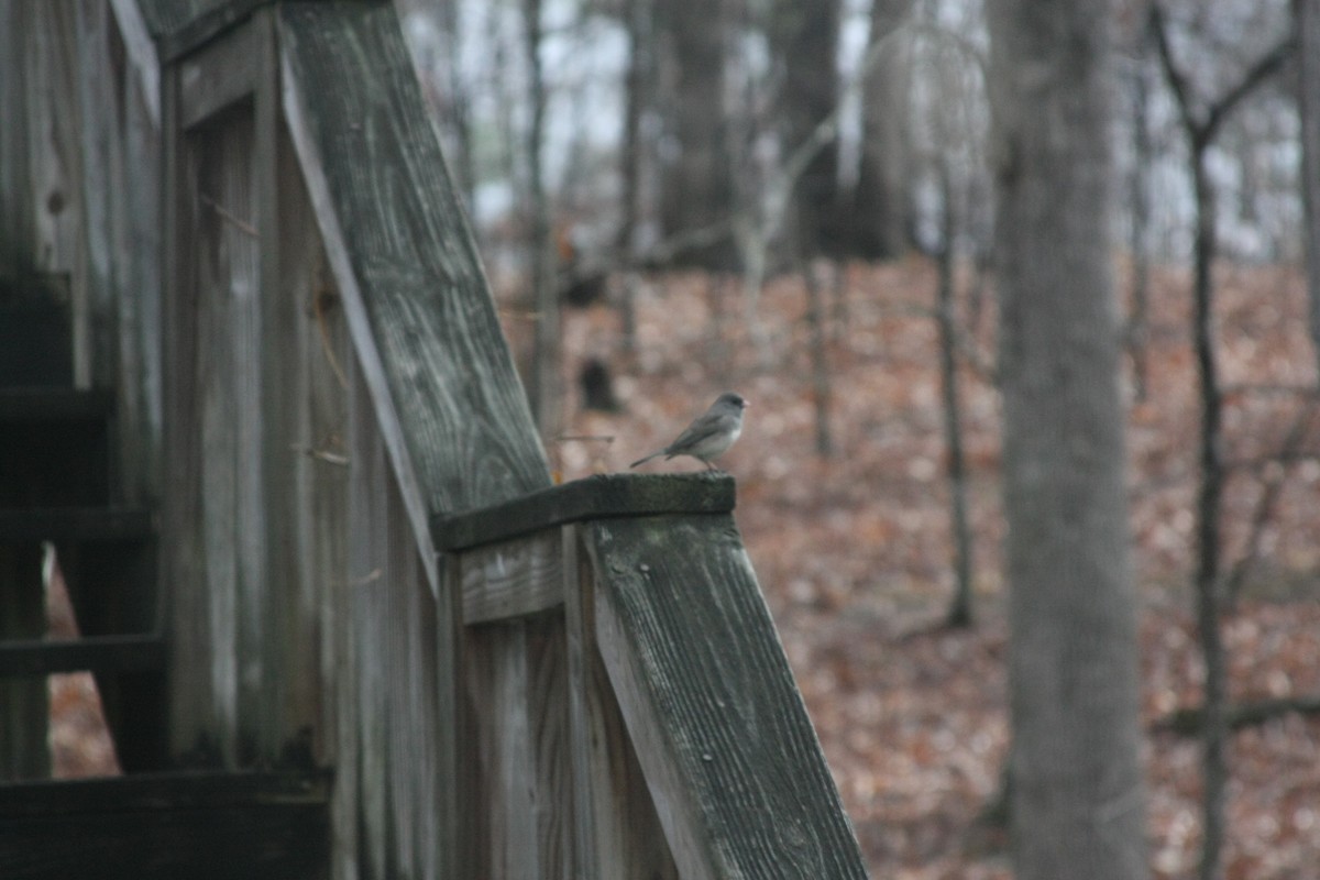 Dark-eyed Junco - ML646249197