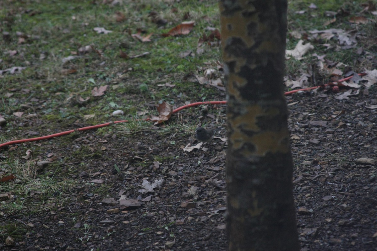 Dark-eyed Junco - ML646249198