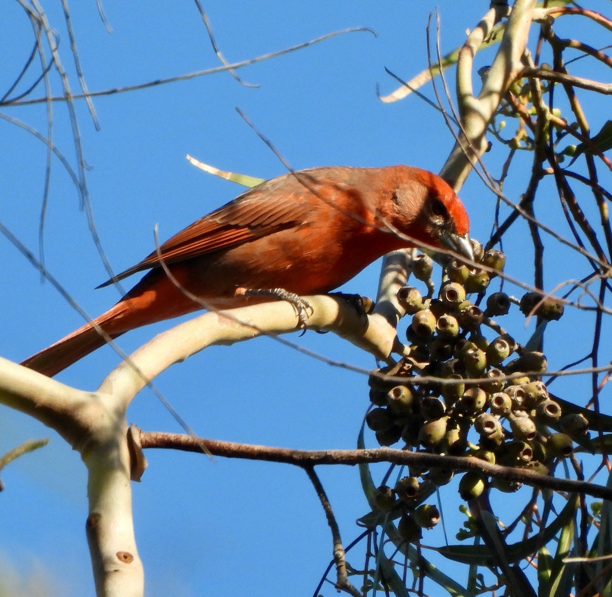 Hepatic Tanager - ML646249201