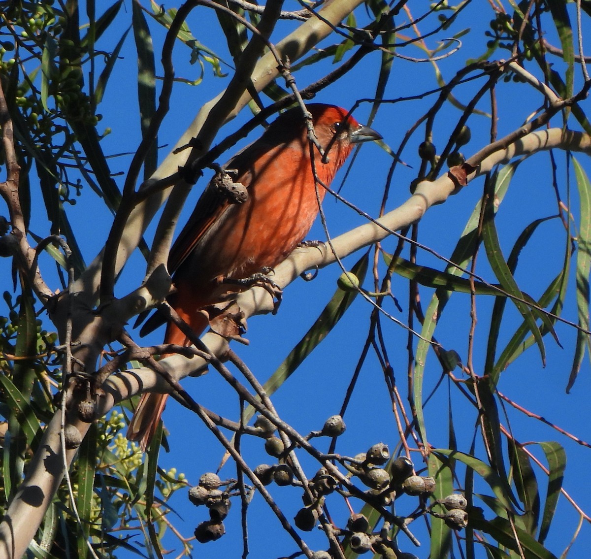 Hepatic Tanager - ML646249203