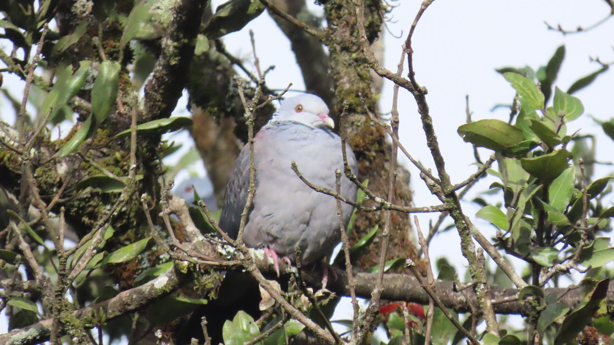 holub nilgirský - ML646249204