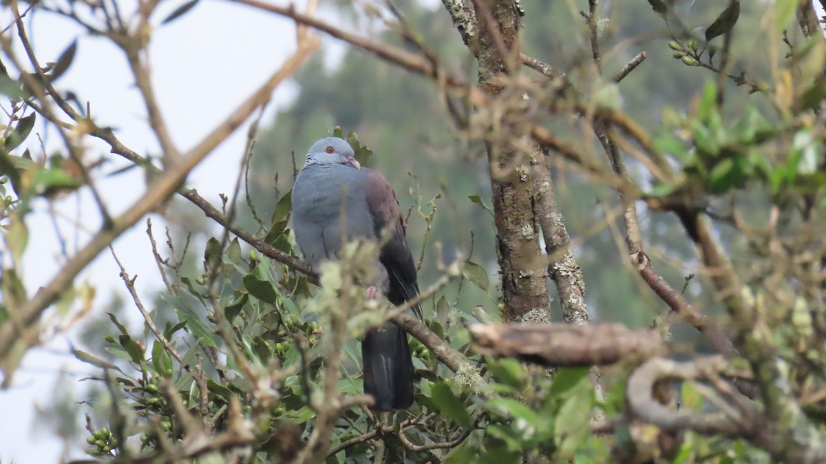 holub nilgirský - ML646249205