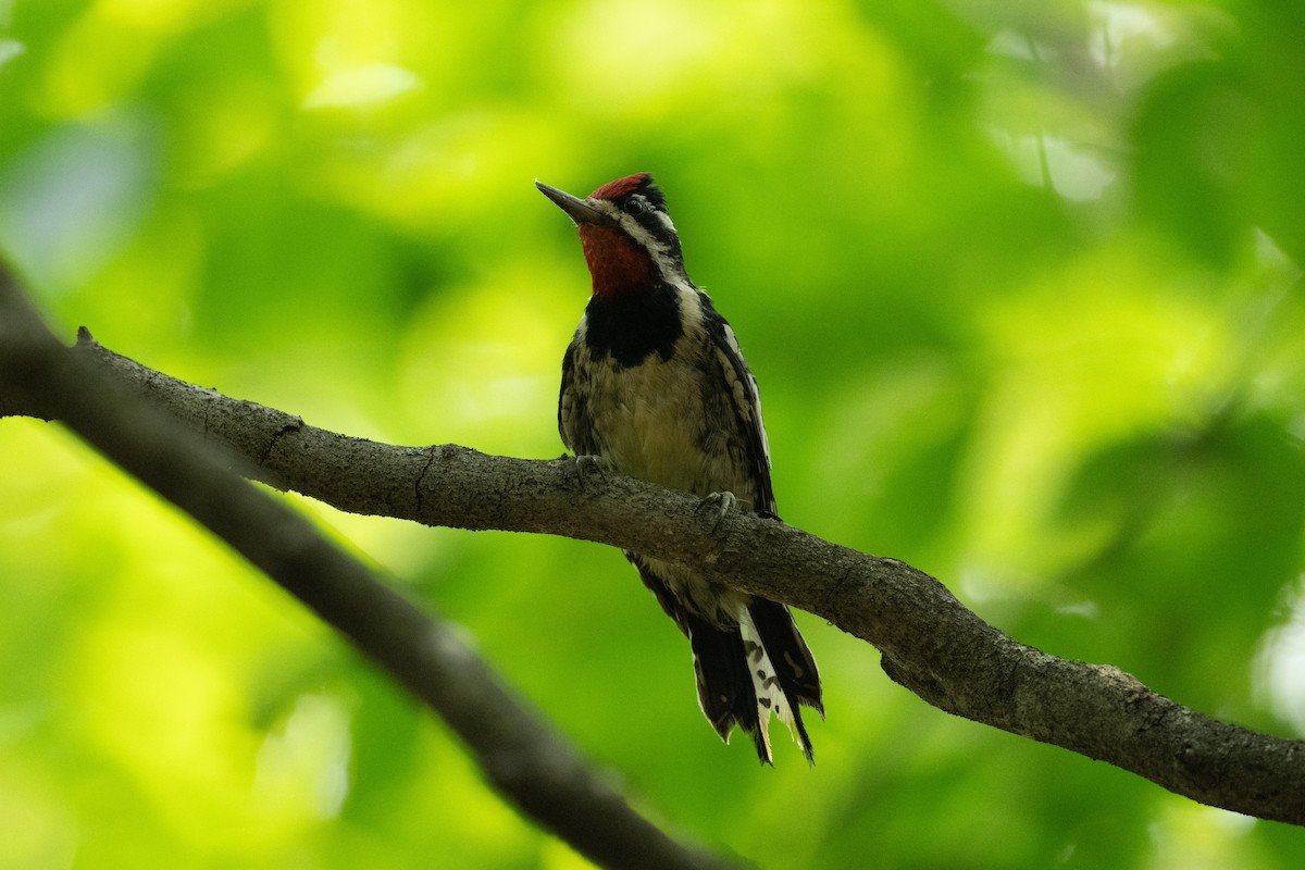 datel rudohrdlý - ML646249212