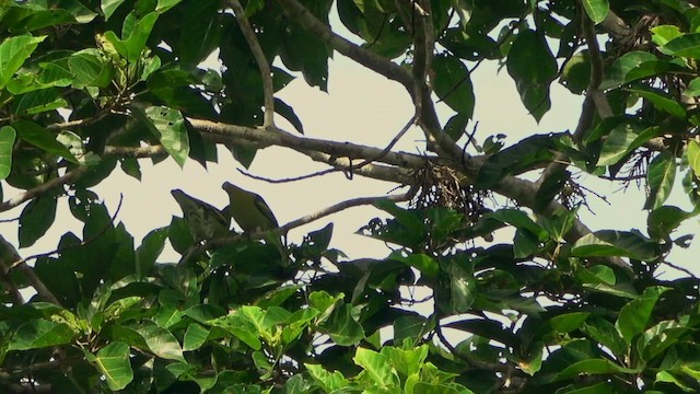 Buru Green-Pigeon - ML646249213