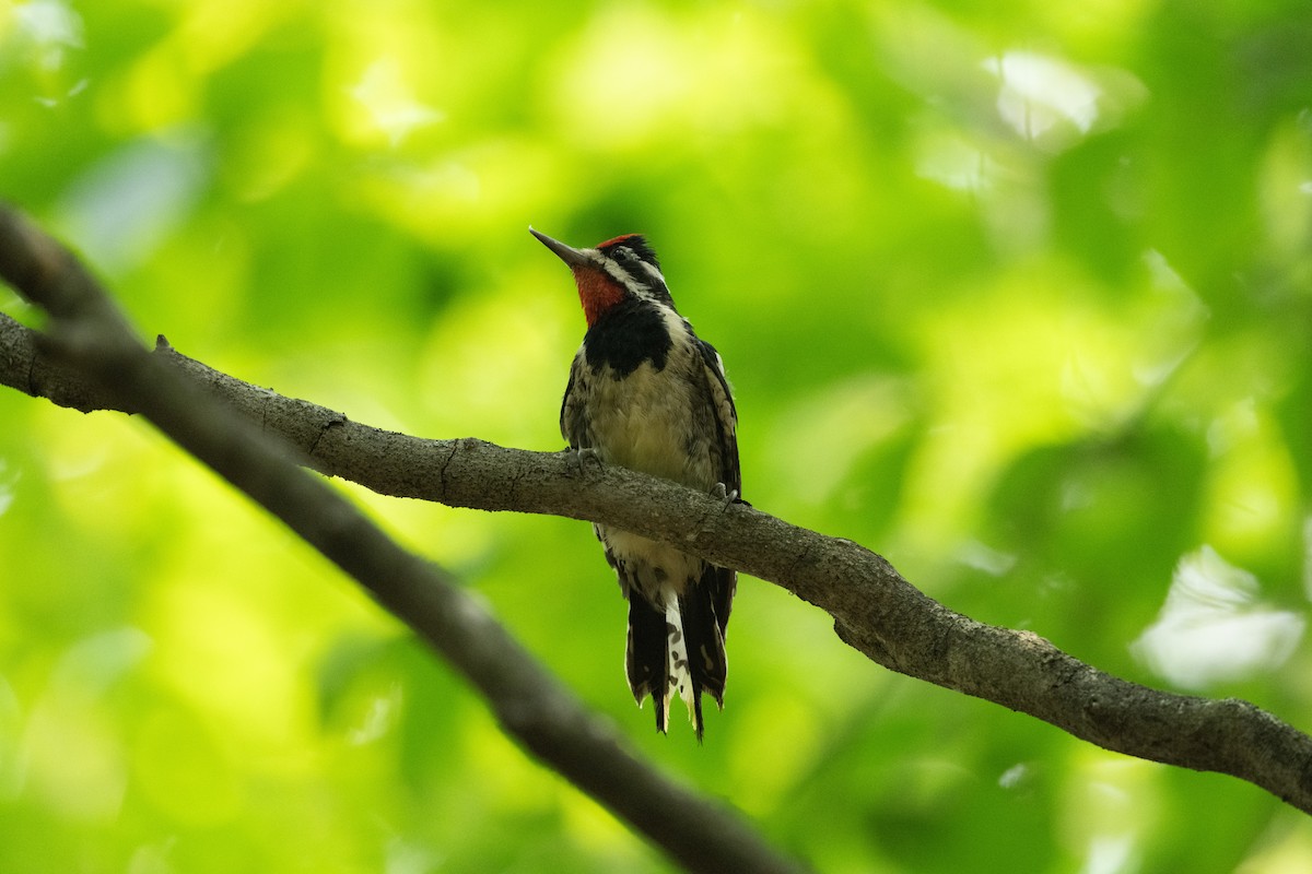 datel rudohrdlý - ML646249216